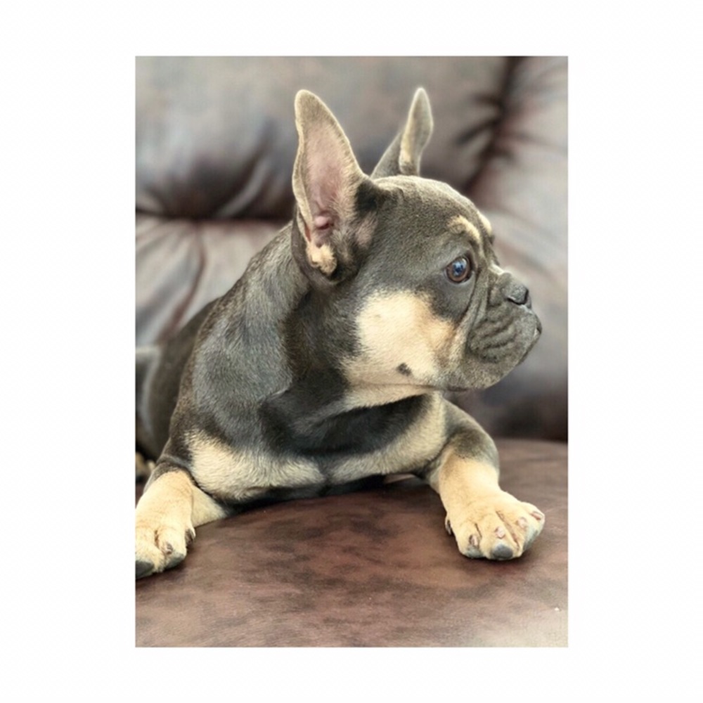 Meet your Posher, Marino - Picture 1 of 1